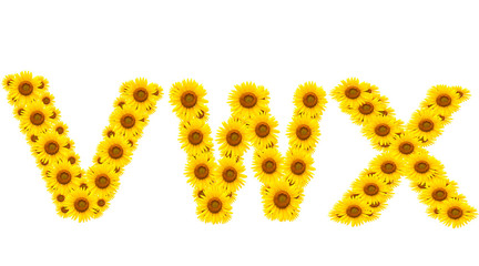 alphabet VWX , sunflower isolated on white background