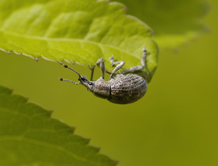 Gray bug on plant sheet
