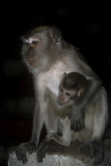 Long-tailed macaques, Batu Caves, Malaysia