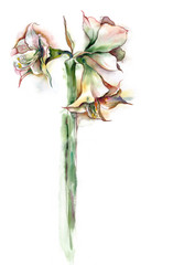 Watercolor -Amaryllis-