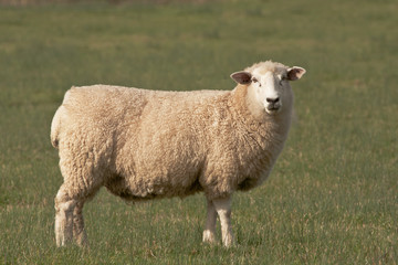 Sheep in Winter Clothing