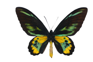 Naklejka premium Rothschild’s birdwing (Ornithoptera rothschildi)