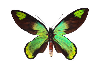 Obraz na płótnie Canvas Birdwing swallowtail