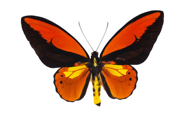 Fototapeta na wymiar Birdwing swallowtail