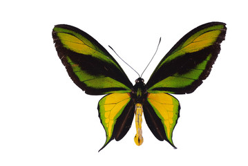 Birdwing swallowtail