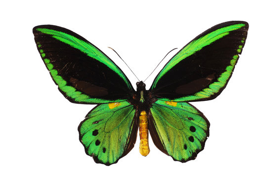 Ornitoptera priamus.