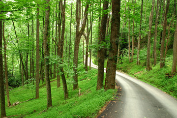 Curvy mountain road through lush forest