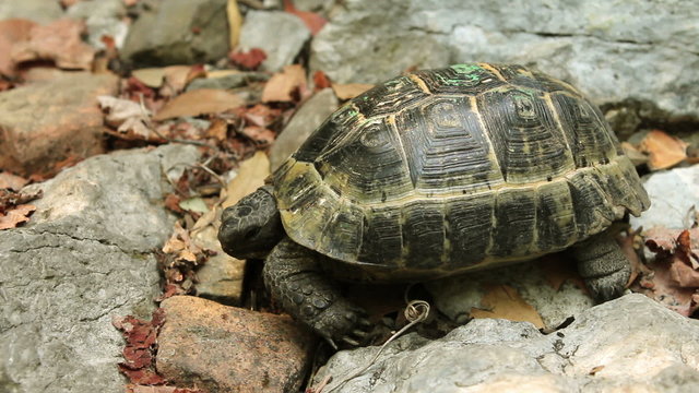 Single Turtle in the forest