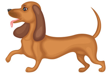Dachshund dog