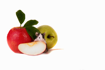 Maus Haustier Obst Maus mit Apfel Obst Tier