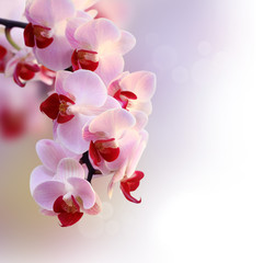 Fototapeta na wymiar Beautiful orchid purple