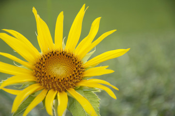 Obraz premium Sunflower on green background