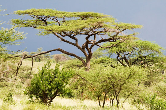 Acacia (Acacia tortilis)