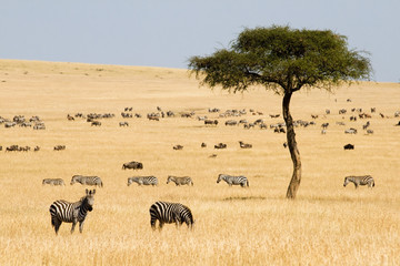 Fototapeta premium Równiny zebry (Equus quagga) i Gnus w Masai Mara w Kenii