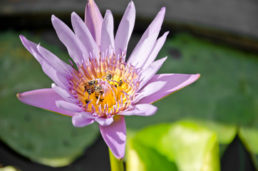 Bees in tropical garden with a lotus flower