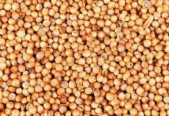 Aromatic coriander seeds as  food background