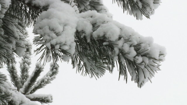 Spruce twig during snowfall closeup