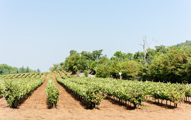 vineyars in Alentejo, Portugal
