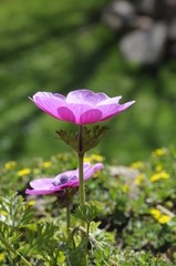 Fototapeta premium Anemone