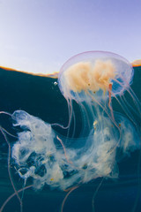 Red sea Jelly fish