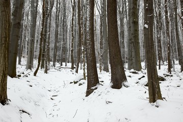 Winter Forest