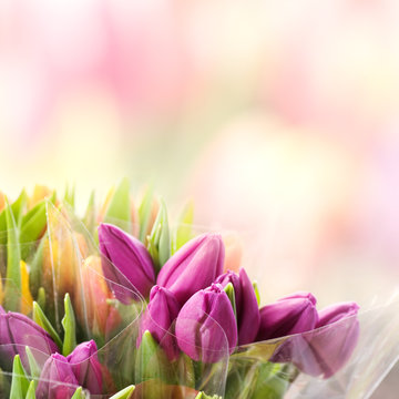 Purple tulips in foil