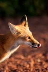 Red fox in Prince Edward Island national park