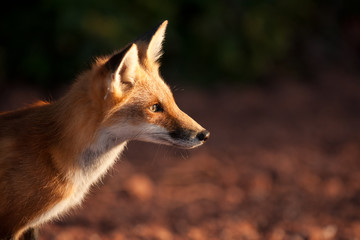 Red fox in Prince Edward Island national park
