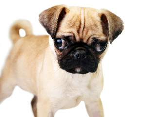 Obraz premium brown puppy