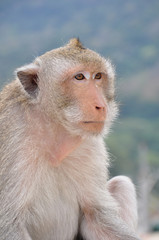 Fototapeta premium Monkey head