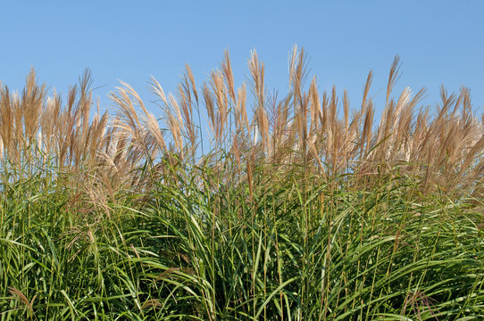 Silberfahnengras - Miscanthus sacchariflorus