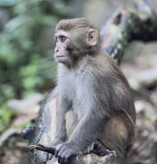 Naklejka na ściany i meble Rhesus Macaque meditating