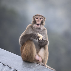 Macaque with open mouth
