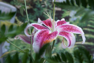 Lily