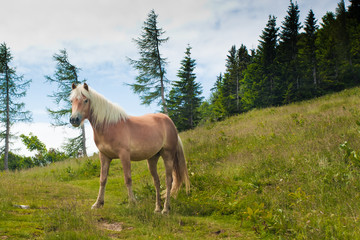 Horse portrait on Zwolferhorn