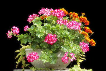 vase of red geranium flowers