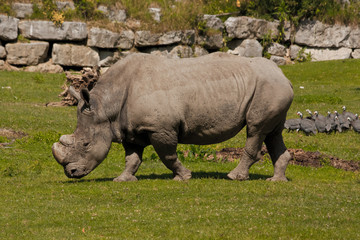 Obraz premium Rhino in Salzburg zoo
