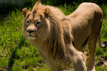 Lion in the salzburg zoo