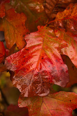 Colorful Oak Leaf in Fall