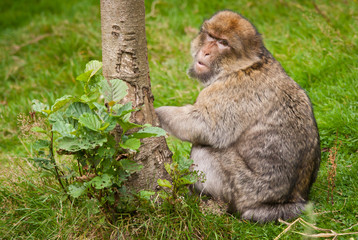 Barbary Macaque