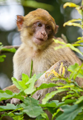 Barbary Macaque