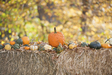 Variety of Pumpkins on hay © -Marcus-