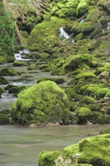 Deurstickers Gill in a ravine © pioregur