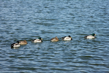Ánades Reales. Anas platyrhynchos.