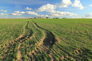 Roderas en el campo y palomares.