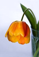 Tulipan