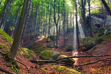 Summer morning in mystical woods