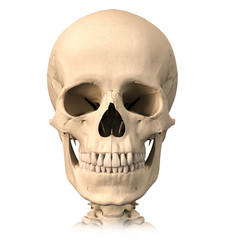 Obraz premium Human skull, front view.