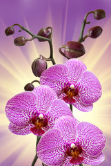 Closeup of orchid flower