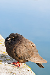 closeup pigeon